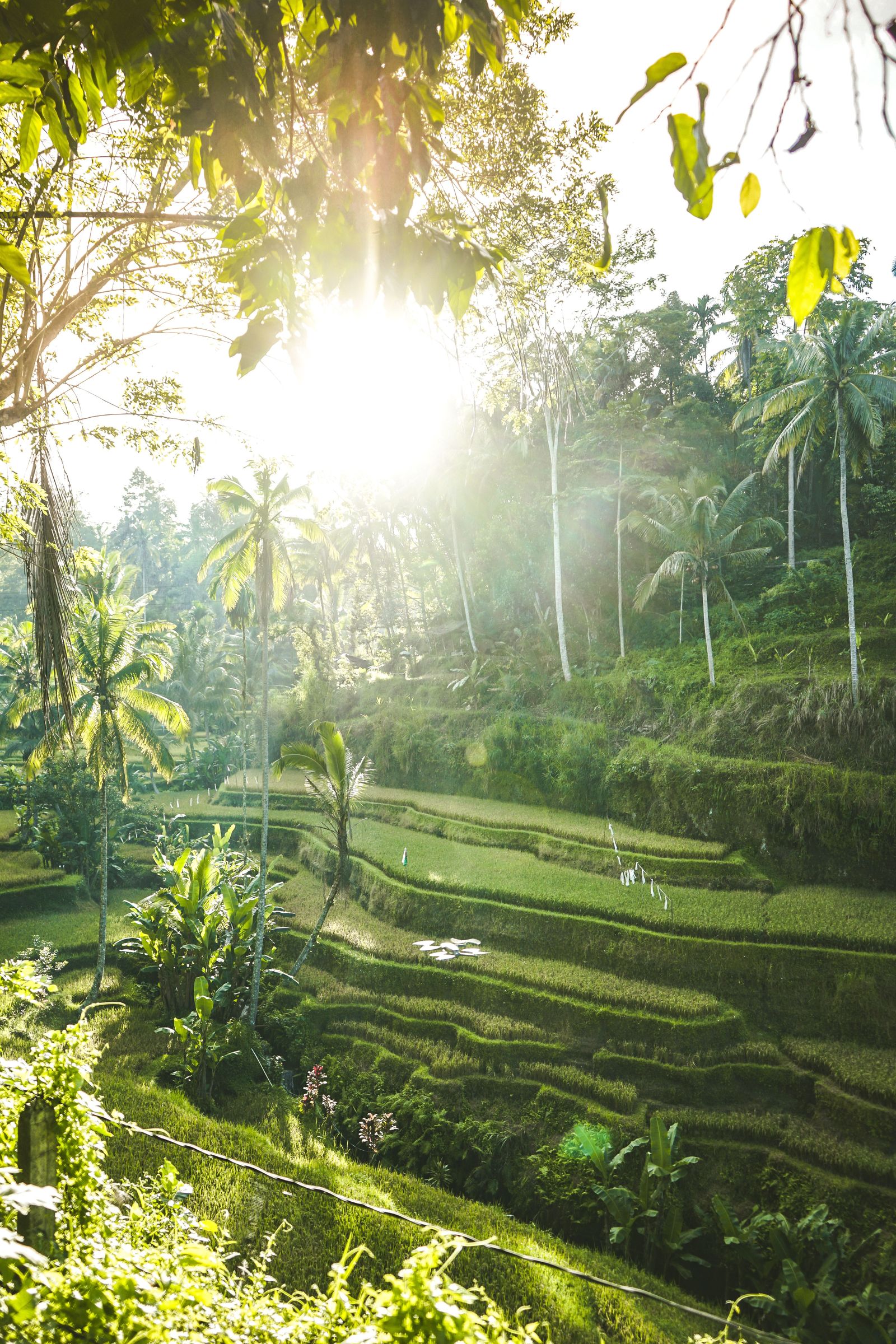 Exotic Bali Honeymoon Tour Package image