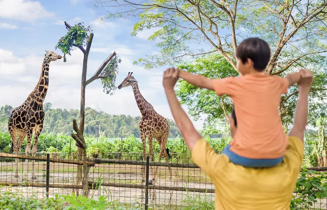 Enchanting Singapore Tour Package image